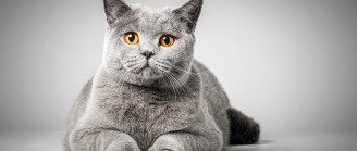 Stériliser son chat : les avantages et inconvénients