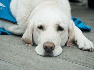 chien_allongé_toux