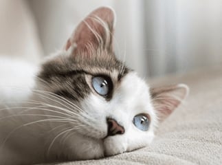 Chat allongé