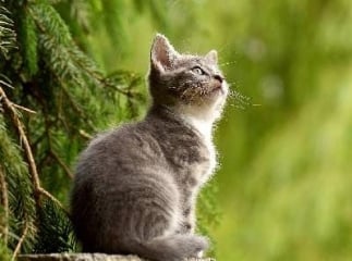 Animaux abandonnés
