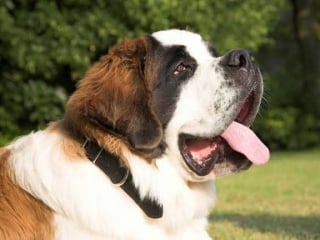 assurance saint bernard
