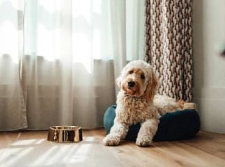 Répulsif naturel pour chien