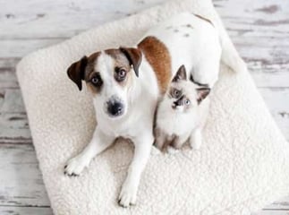 Chien chat sur un coussin