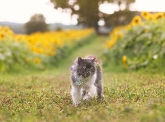 chat persan
