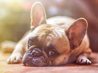 Maladies respiratoires chien