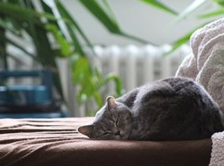 chat maison