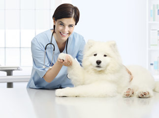 Chien chez le v&eacute;t&eacute;rinaire