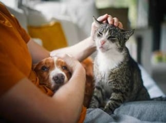 Dame qui caresse le chien et le chat