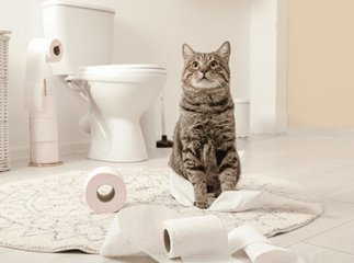 chat toilettes