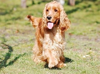 cocker spaniel anglais