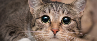 Chat qui a peur