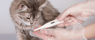 temp&eacute;rature du chat