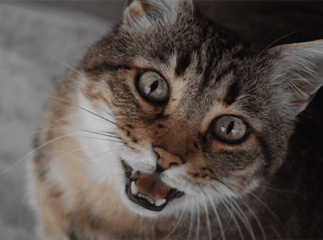 chat_marron_miaule