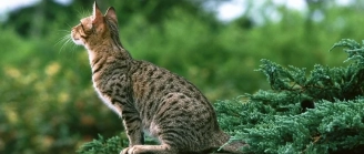 Assurance Chat Ocicat