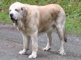 m&acirc;tin espagnol