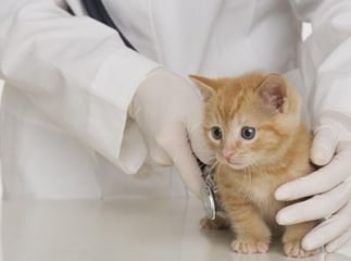 insuffisance rénale chronique chat