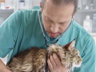 Sang dans les urines de mon chat : que faire ?