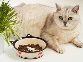 Les sucreries et le chat