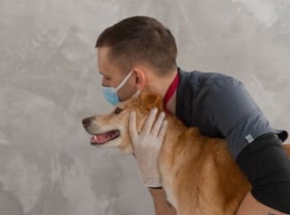 Otite chez le chien