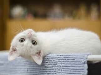 compl&eacute;ments alimentaires chat