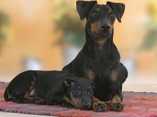 Manchester terrier