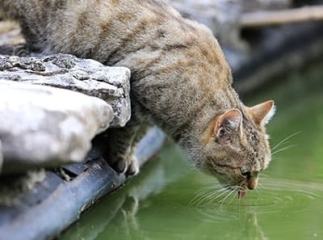 Chat déshydraté
