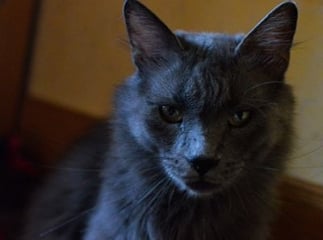 chat Nebelung