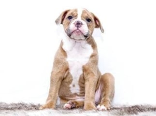 Dermatite du chien