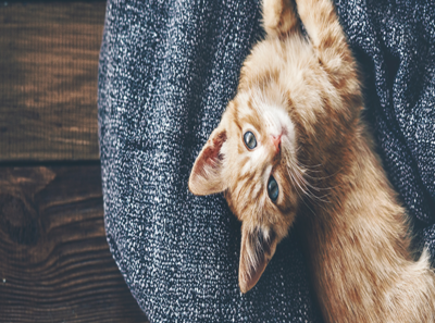 Comportement Pourquoi Les Chats Petrissent Ils Leur Couverture Comportement Pourquoi Les Chats Petrissent Ils Leur Couverture