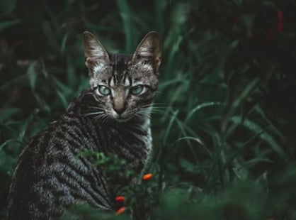 chat Toyger