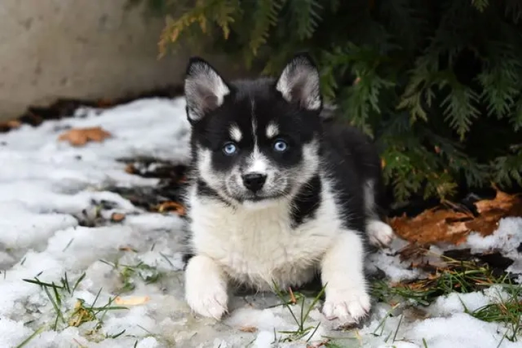 Assurance Pomsky