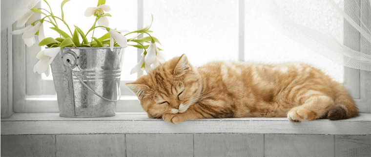 Chat