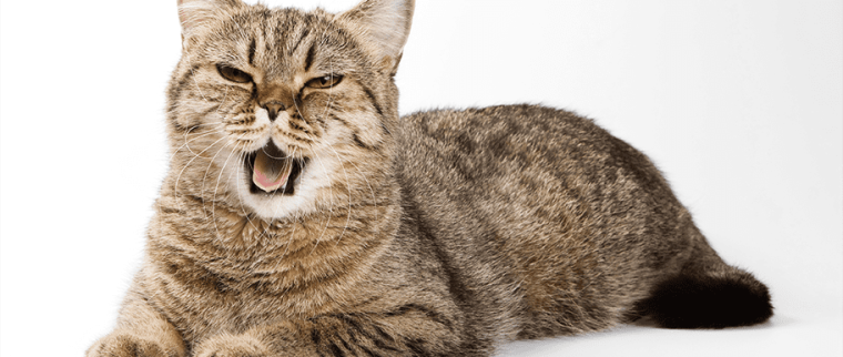 bruits de chat
