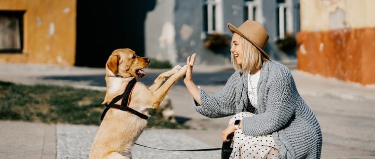 Chien et assurance