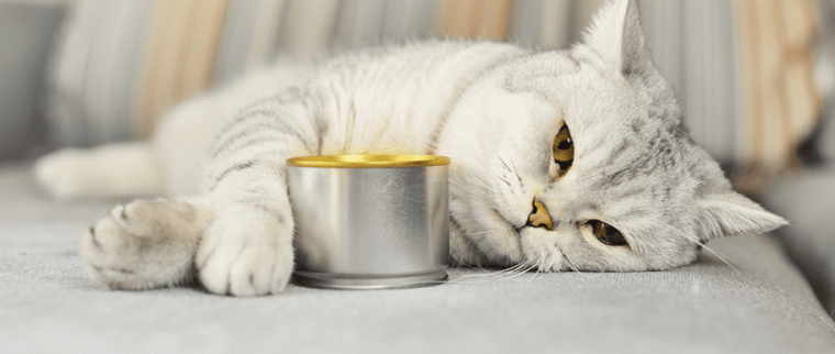 Alimentation du chat âgé