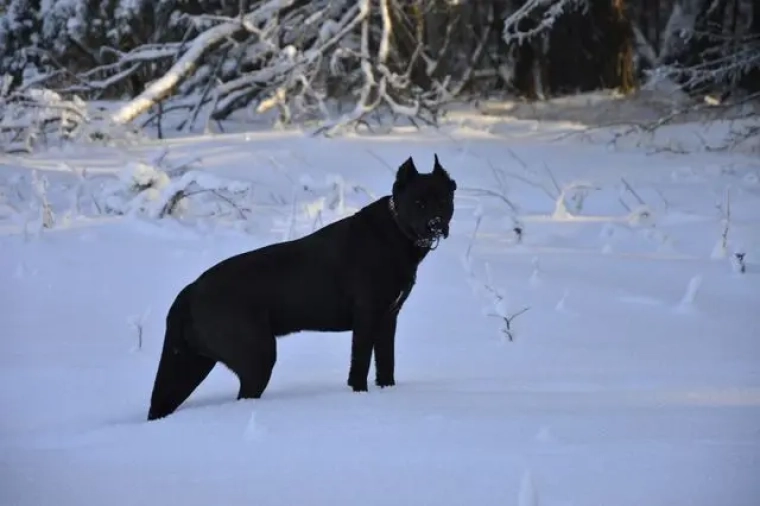 Assurance Cane Corso