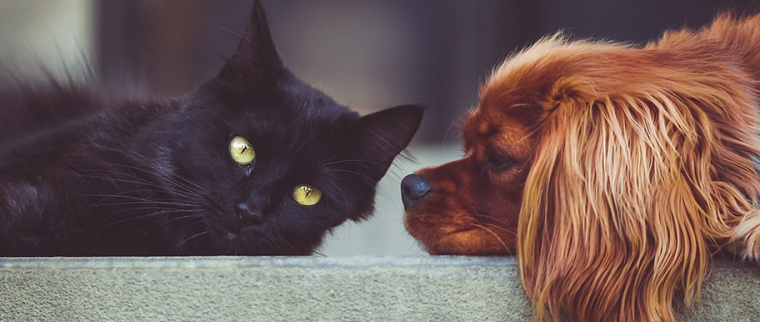 chats et chiens en animalerie