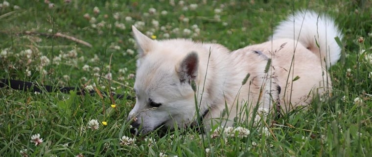 buhund norv&eacute;gien