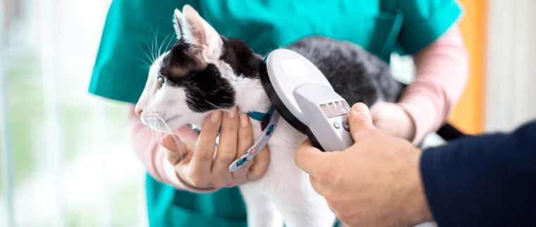 puce &eacute;lectronique chat