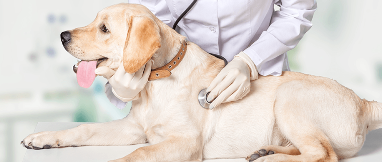 Chien malade