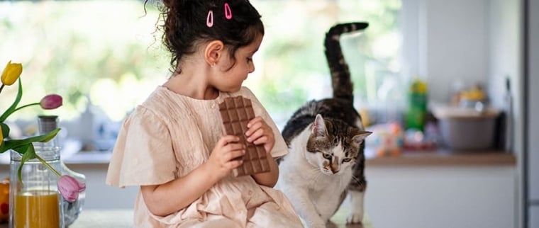 chat chocolat