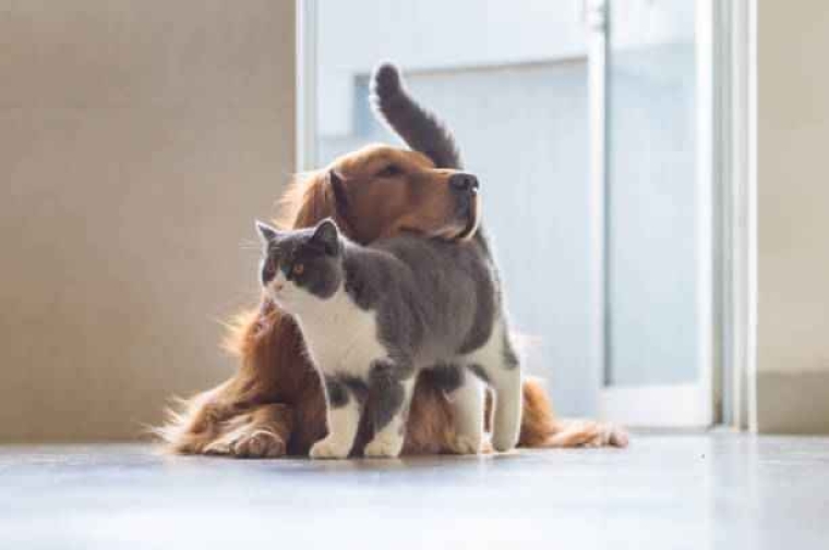 Chien et Chat