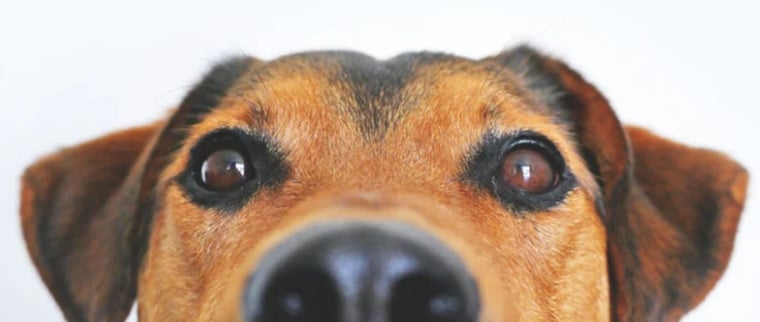 entropion chien
