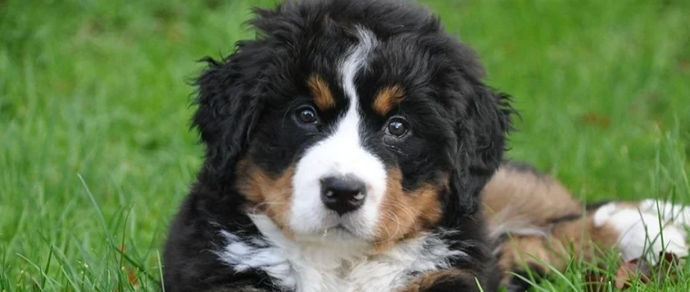 assurance bouvier bernois
