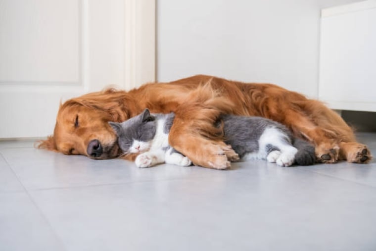 Câlin Chien Chat