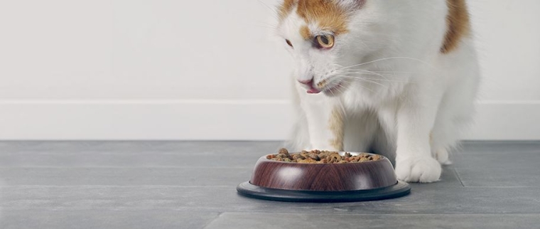 taurine pour le chat