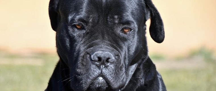 cane corso