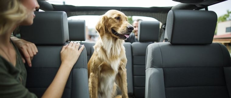 Accident de voiture avec un chien