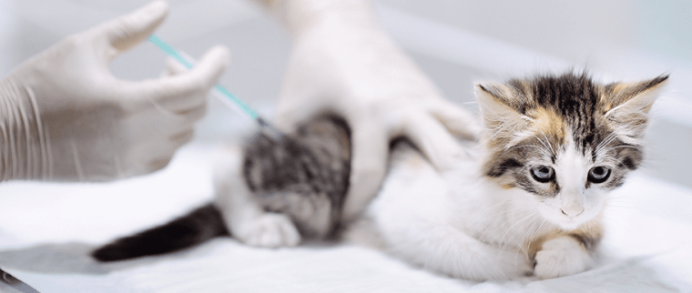 vaccins chat