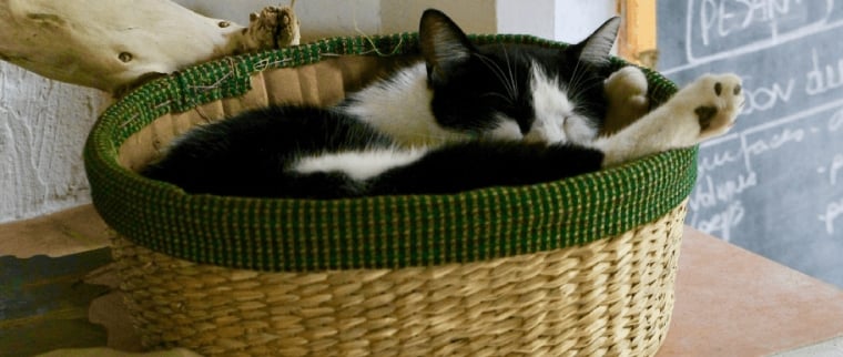 chat panier